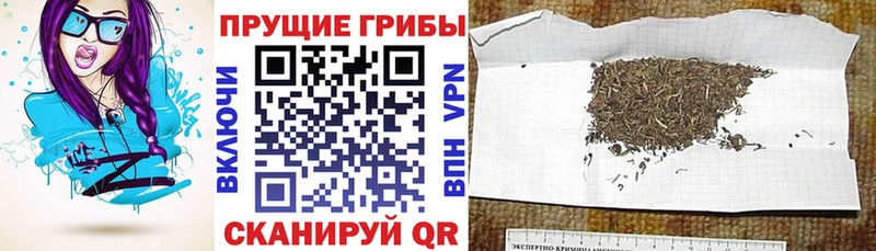 Псилоцибиновые грибы прущие грибы  что такое наркотик  Отрадный 